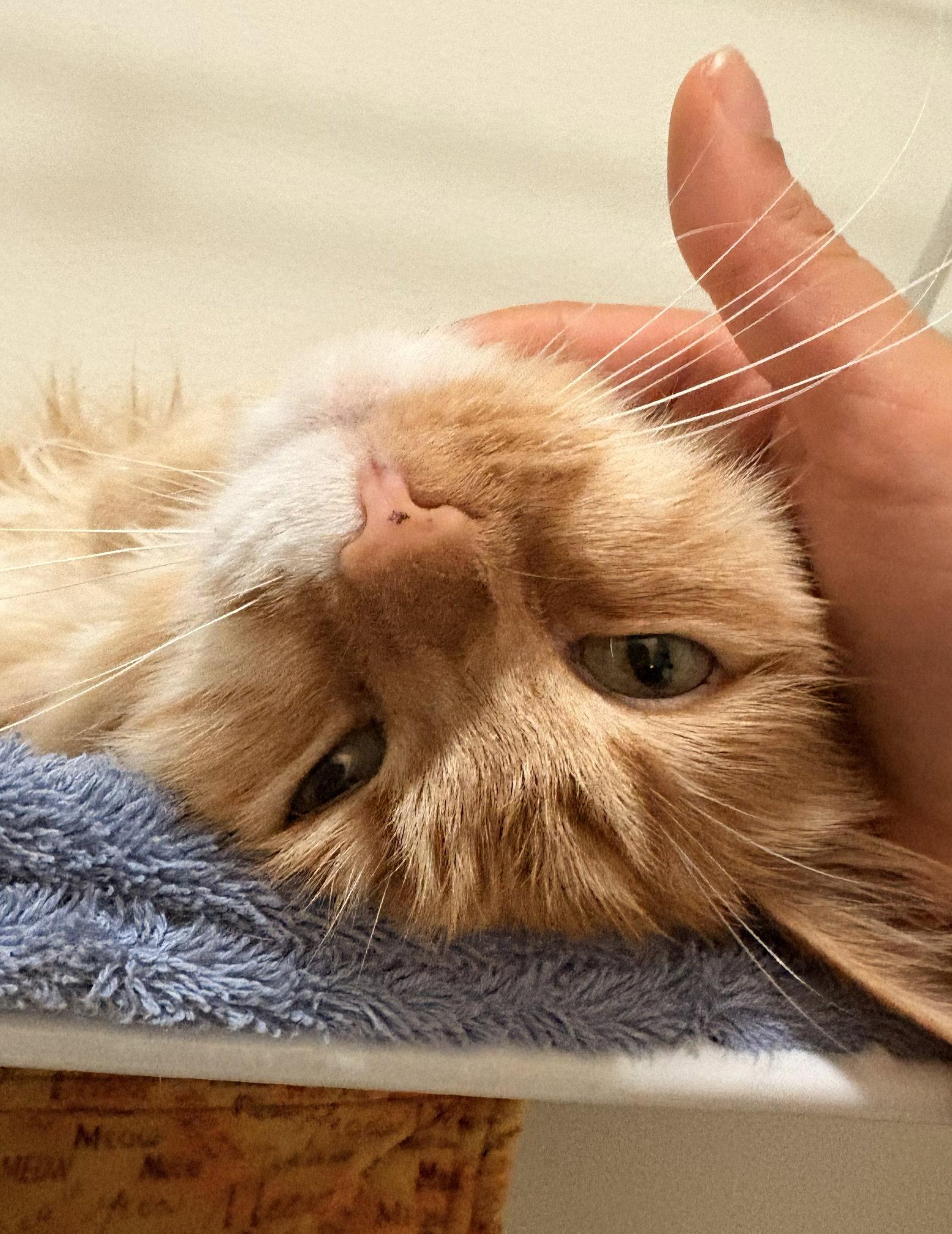 charm, Adopted, Adult Female Domestic Long Hair & Tabby.