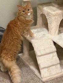 Enlarge charm, a Adopted mixed breed in San Jose, CA image 2/3
