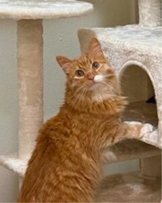 Enlarge charm, a Adopted mixed breed in San Jose, CA image 3/3