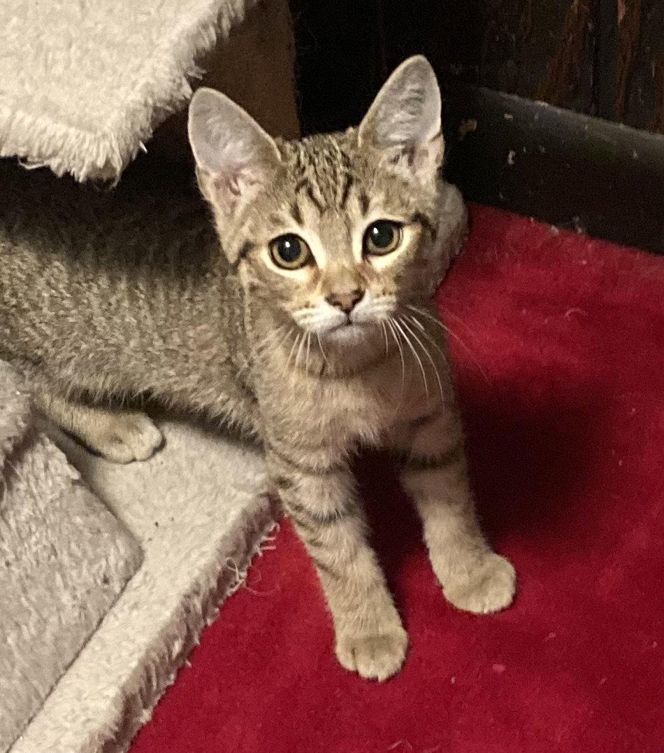 Bolete, Adopted, Kitten Female Domestic Short Hair.