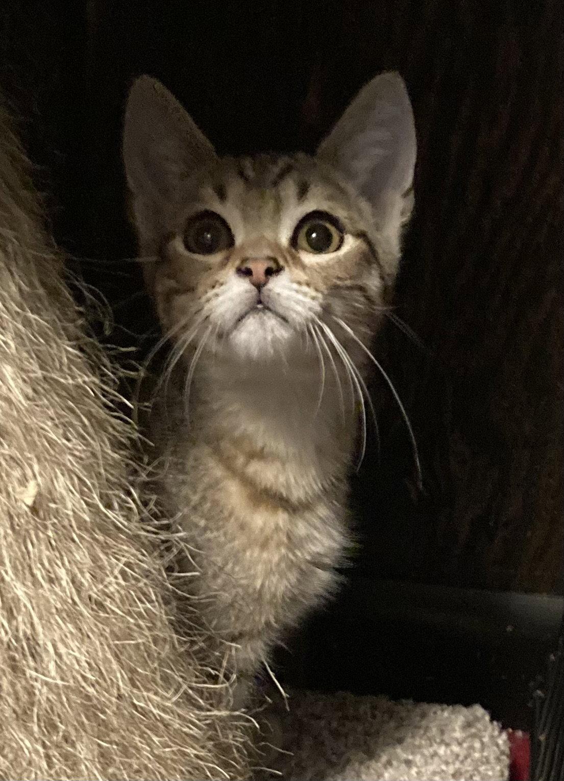 Enlarge Bolete, a Adopted Domestic Short Hair in Trenton, NJ image 2/2