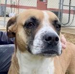 Enlarge Kodi, a ADOPTABLE Boxer in Glasgow, KY image 2/2
