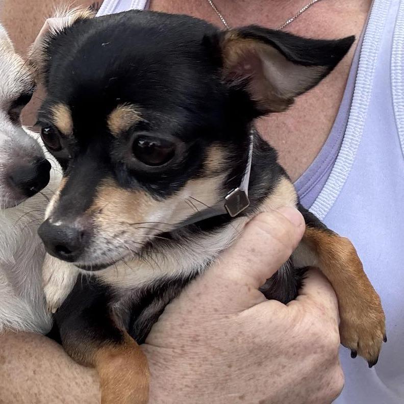 Holly, Adoptable, Adult Female Chihuahua.
