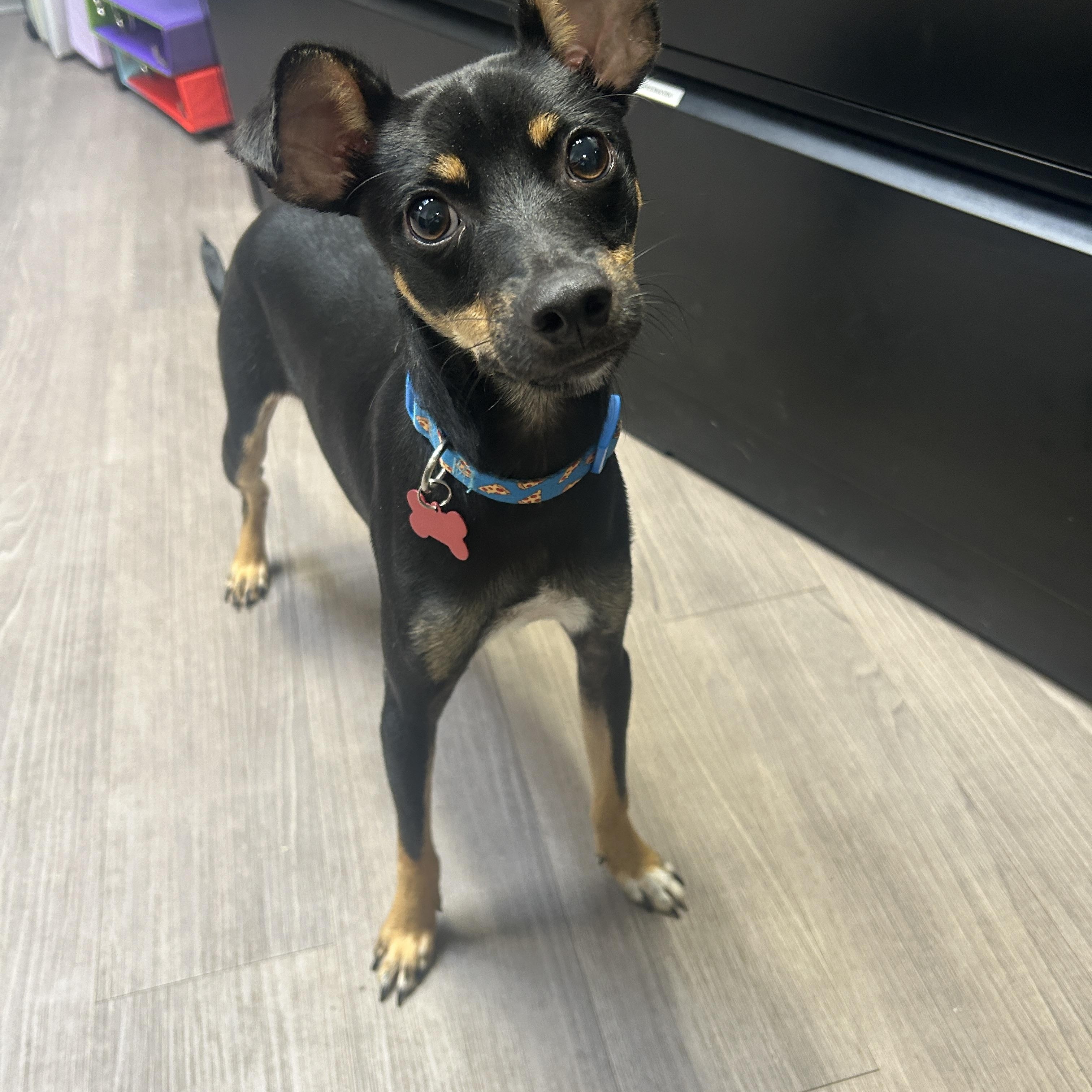 Enlarge Loo, an adopted mixed breed in Detroit, MI image 1/1