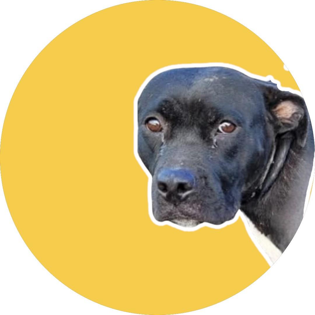 MOZELLE, an adoptable American Staffordshire Terrier Mix in Orangeburg, SC_image-1