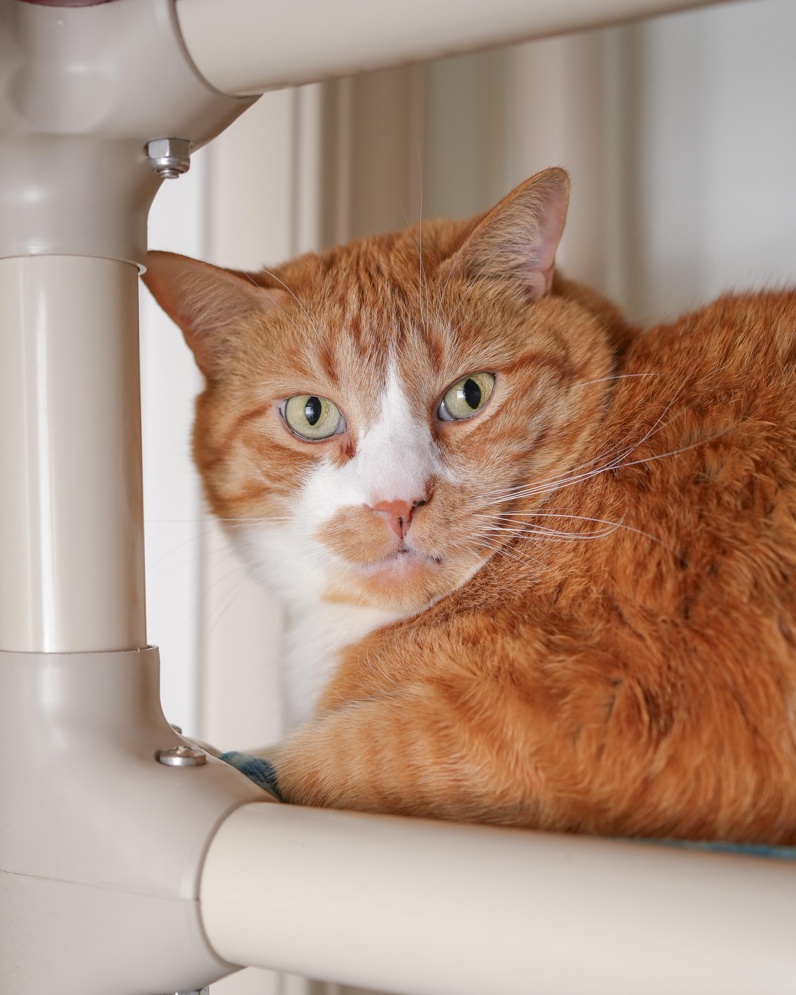 Dopey, ADOPTABLE, Adult Male Domestic Short Hair.