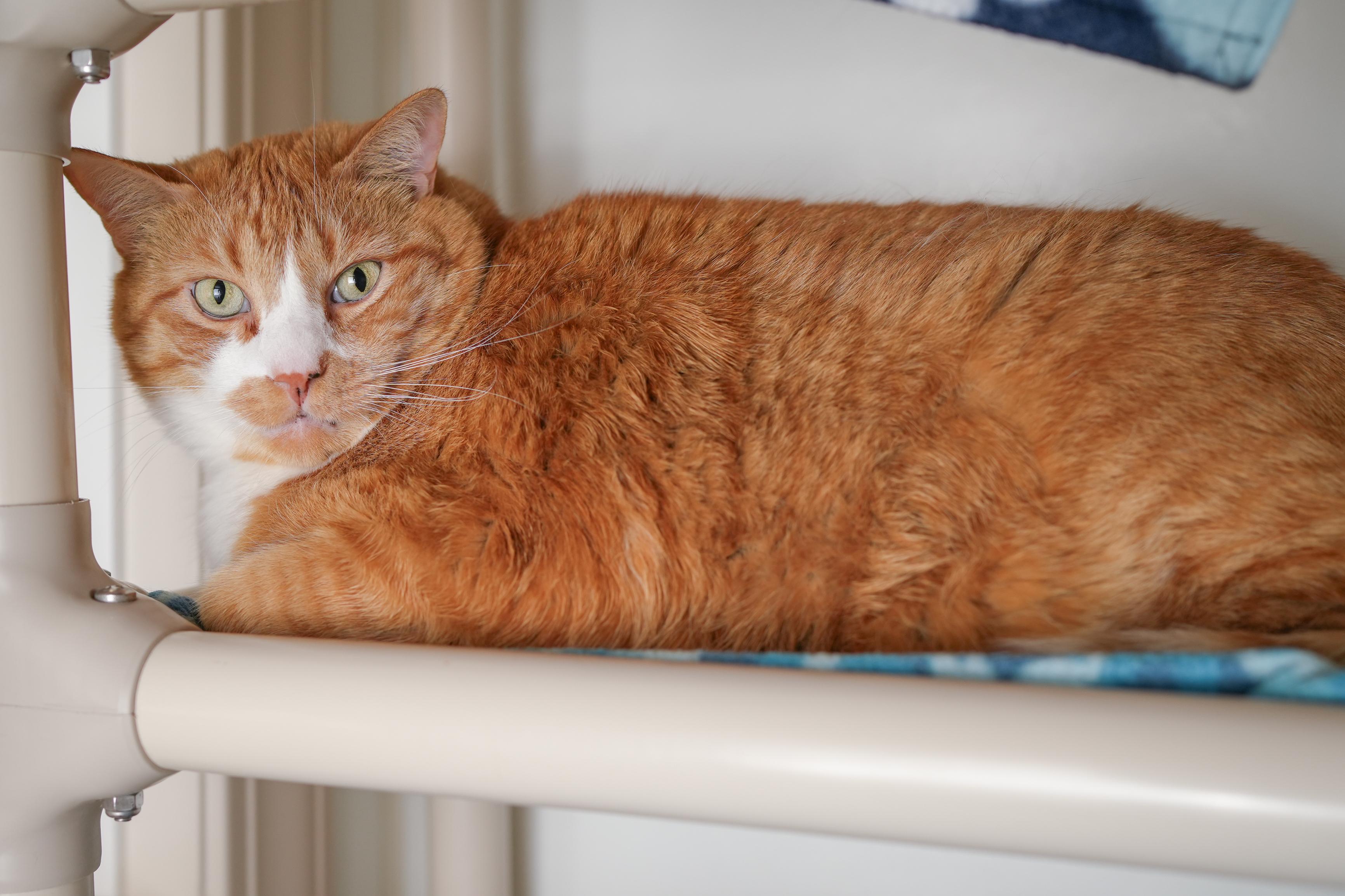 Dopey, a ADOPTABLE Domestic Short Hair in Boise, ID image 2/3