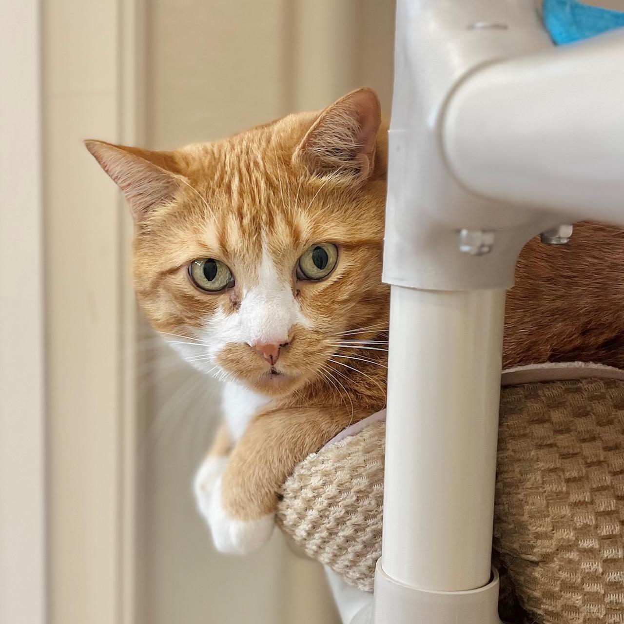 Dopey, a ADOPTABLE Domestic Short Hair in Boise, ID image 3/3
