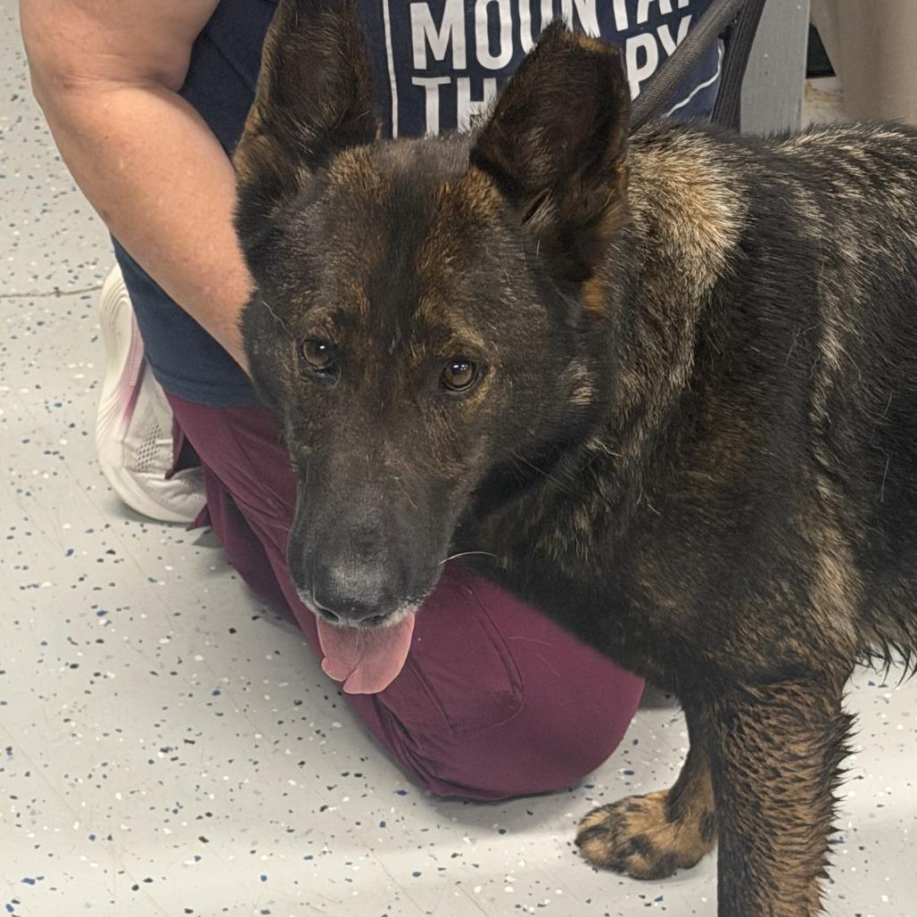 Greta, Adoptable, Senior Female German Shepherd Dog.