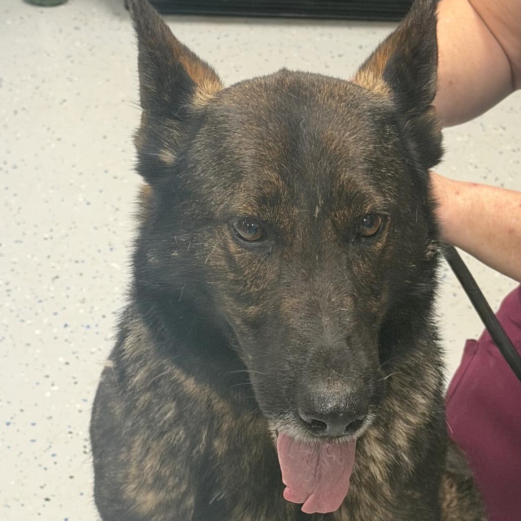 Enlarge Greta, a Adoptable German Shepherd Dog in Marion, VA image 2/6