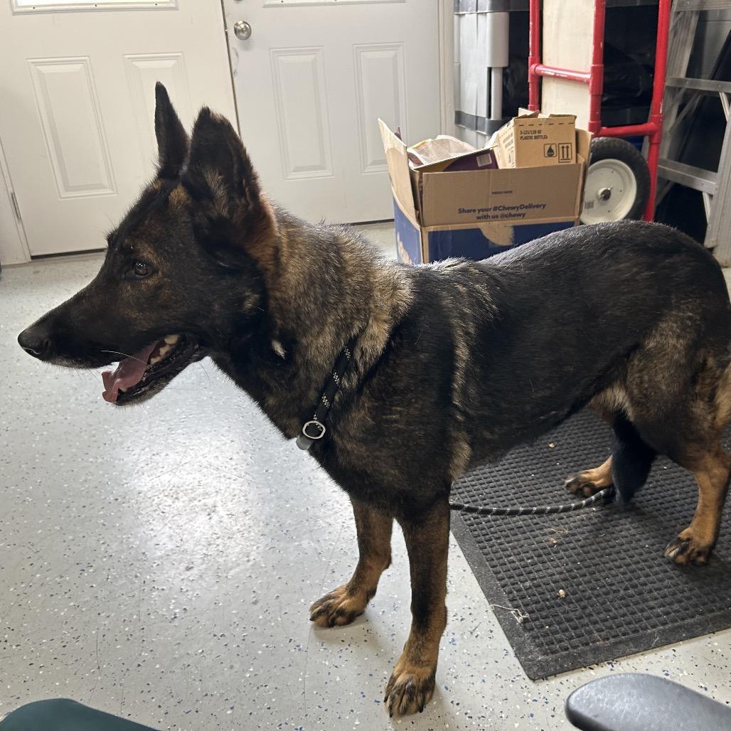 Enlarge Greta, a Adoptable German Shepherd Dog in Marion, VA image 3/6