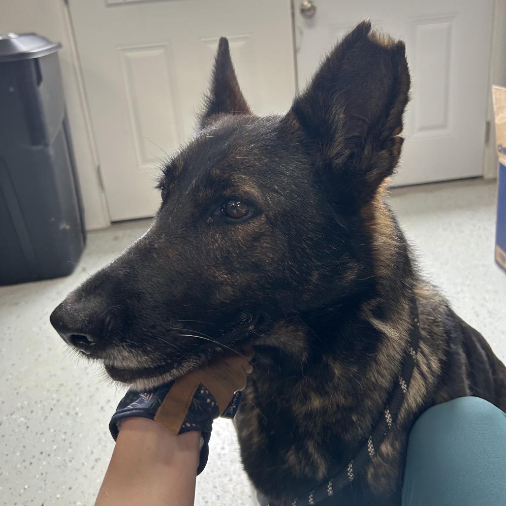 Enlarge Greta, a Adoptable German Shepherd Dog in Marion, VA image 4/6