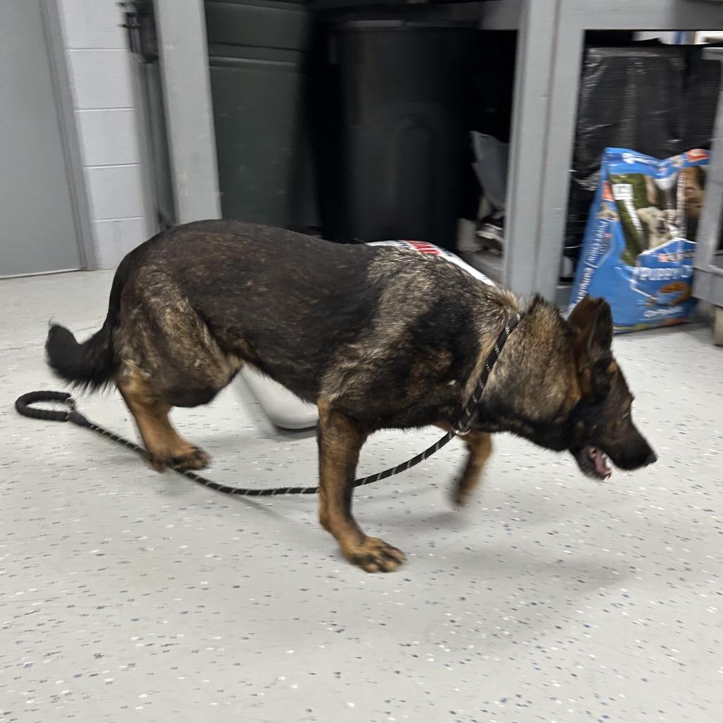 Enlarge Greta, a Adoptable German Shepherd Dog in Marion, VA image 5/6