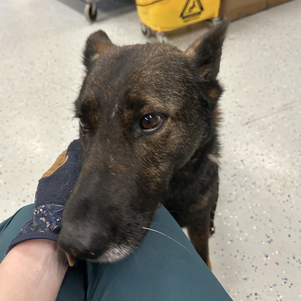 Enlarge Greta, a Adoptable German Shepherd Dog in Marion, VA image 6/6