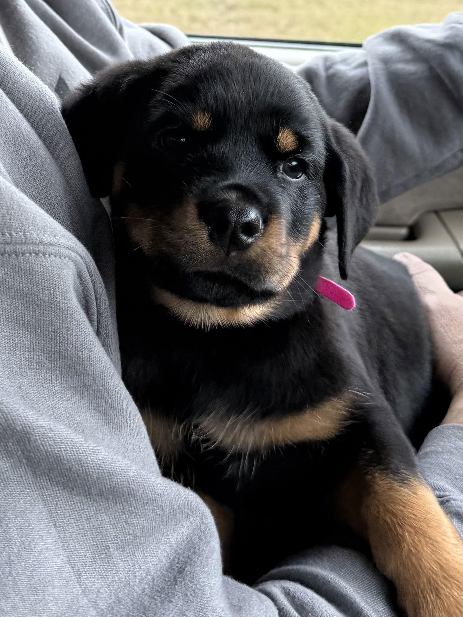 Enlarge Nellie, a Adopted Rottweiler in Mooresville, NC image 1/1