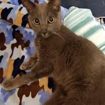 Walter, Adoptable, Young Male Russian Blue & Domestic Short Hair.