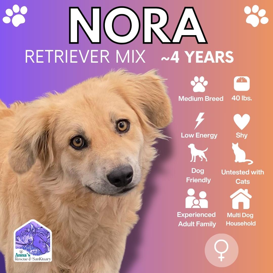 Nora, Adoptable, Adult Female Mixed Breed & Golden Retriever.