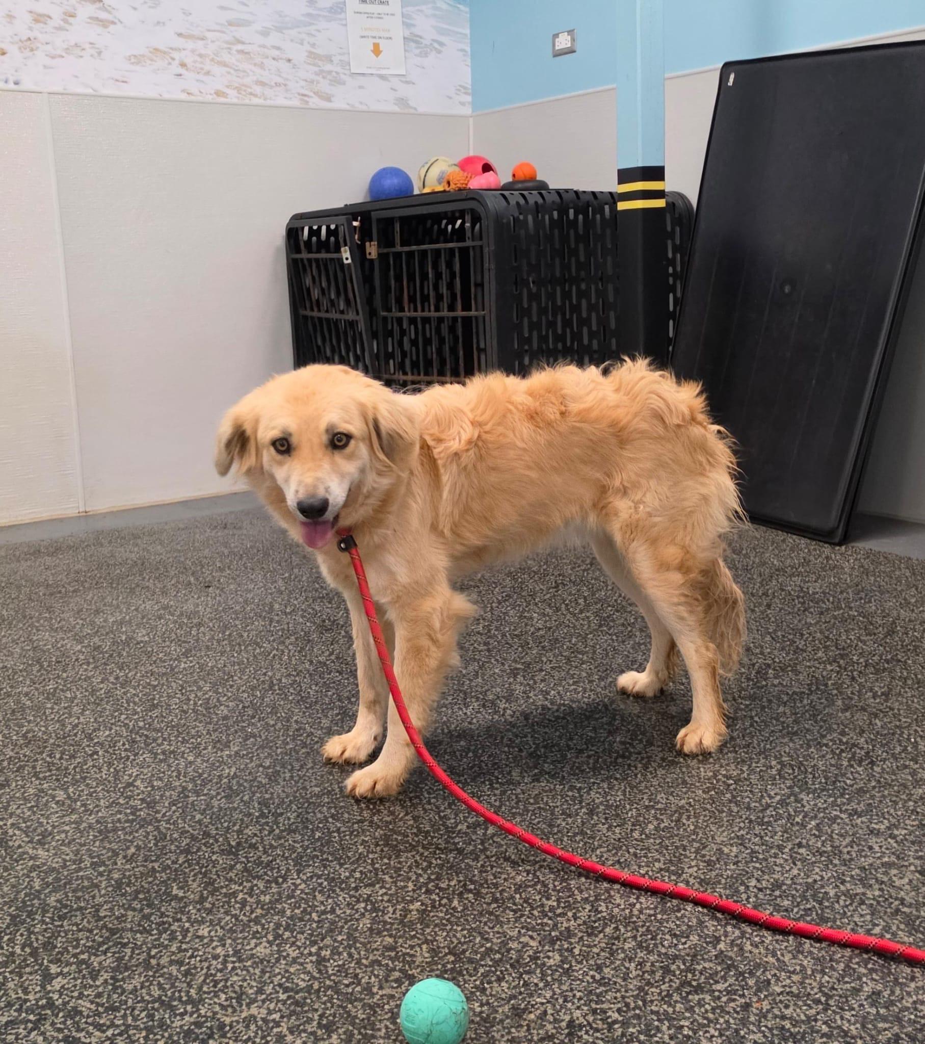 Enlarge Nora, a Adoptable mixed breed in Aurora, ON image 2/4