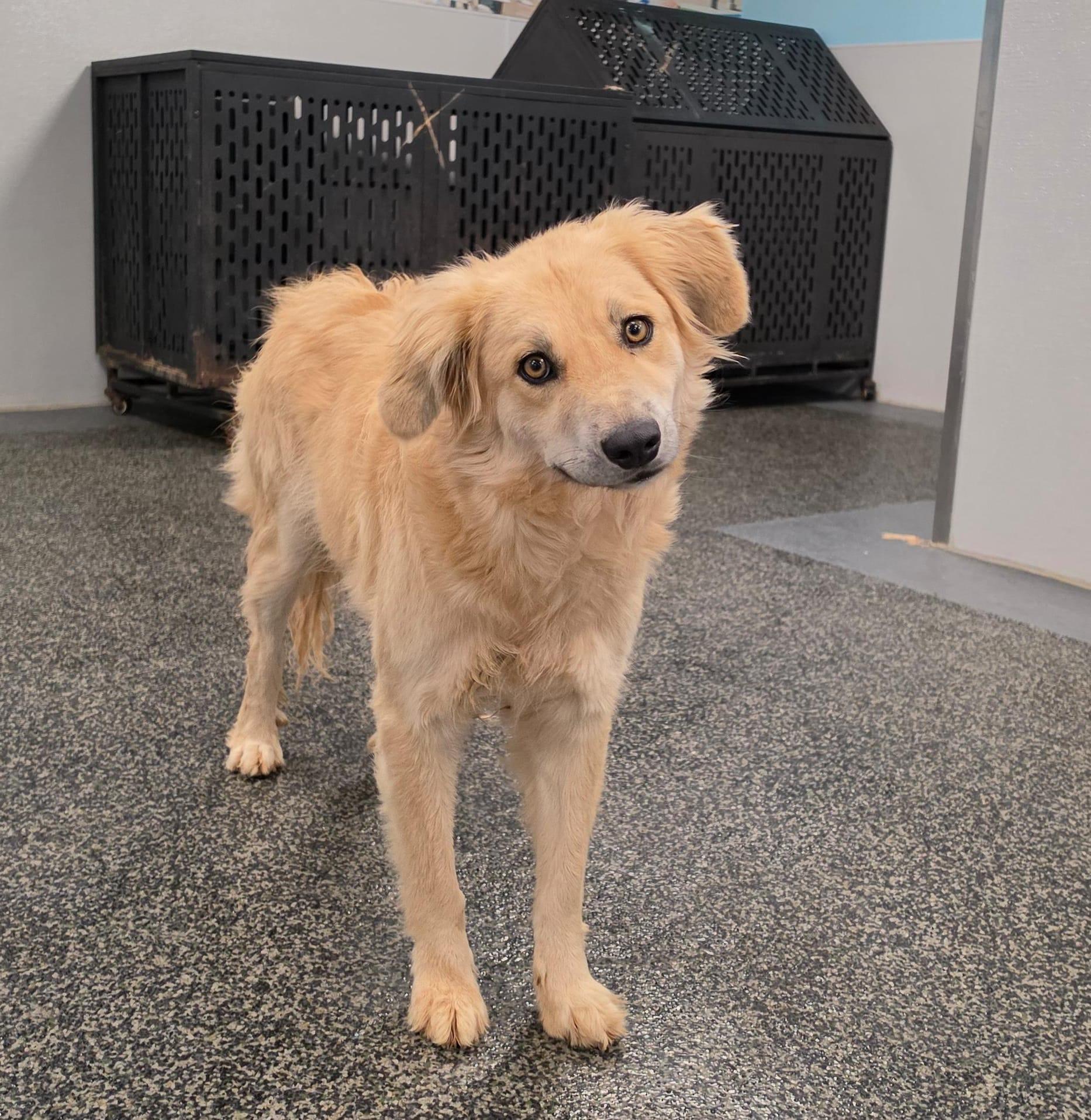 Enlarge Nora, a Adoptable mixed breed in Aurora, ON image 4/4