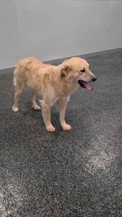 Enlarge Nora, a Adoptable mixed breed in Aurora, ON video 3/4
