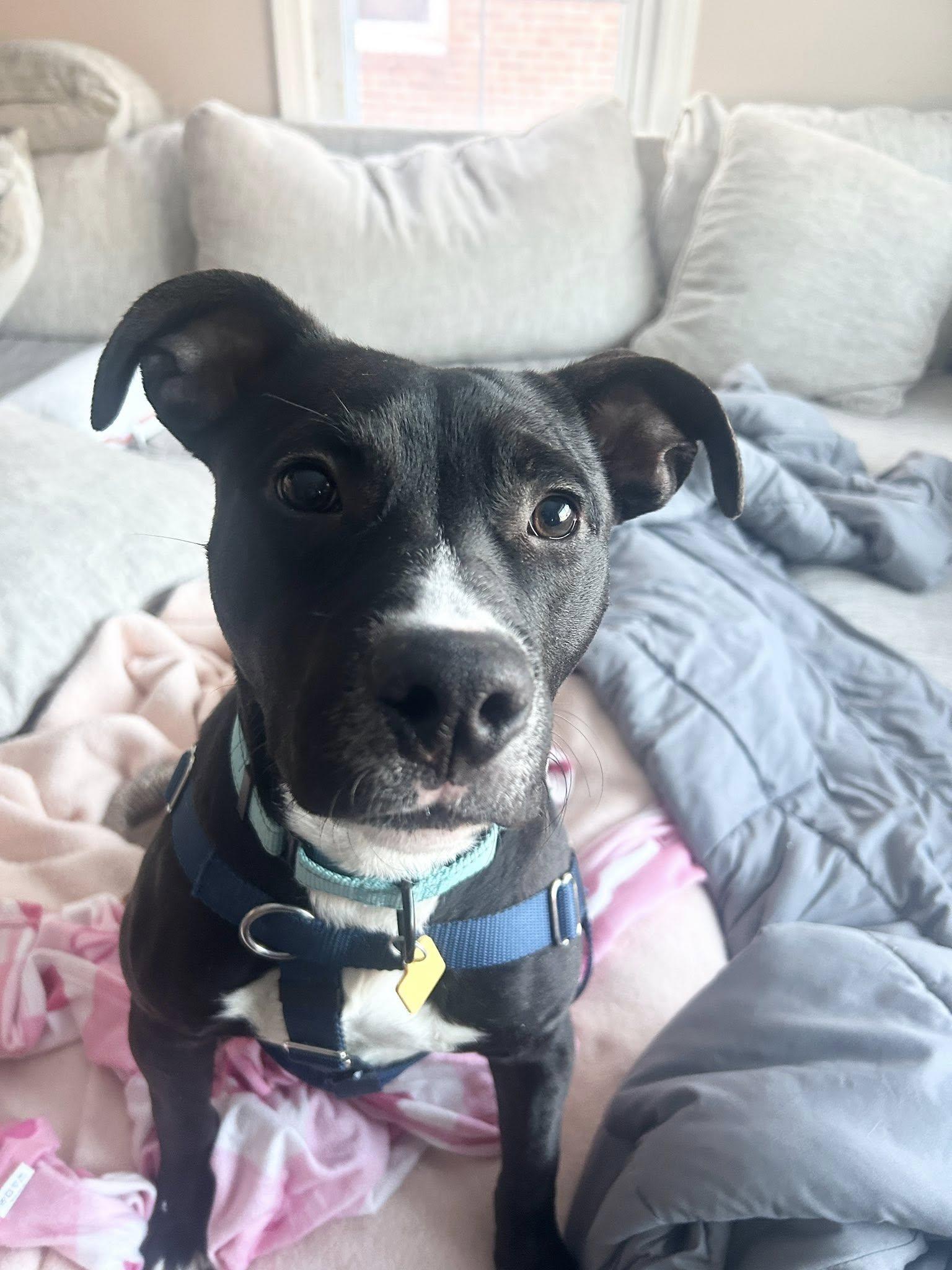 Enlarge Baklava, a ADOPTABLE mixed breed in Cleveland, OH image 2/6