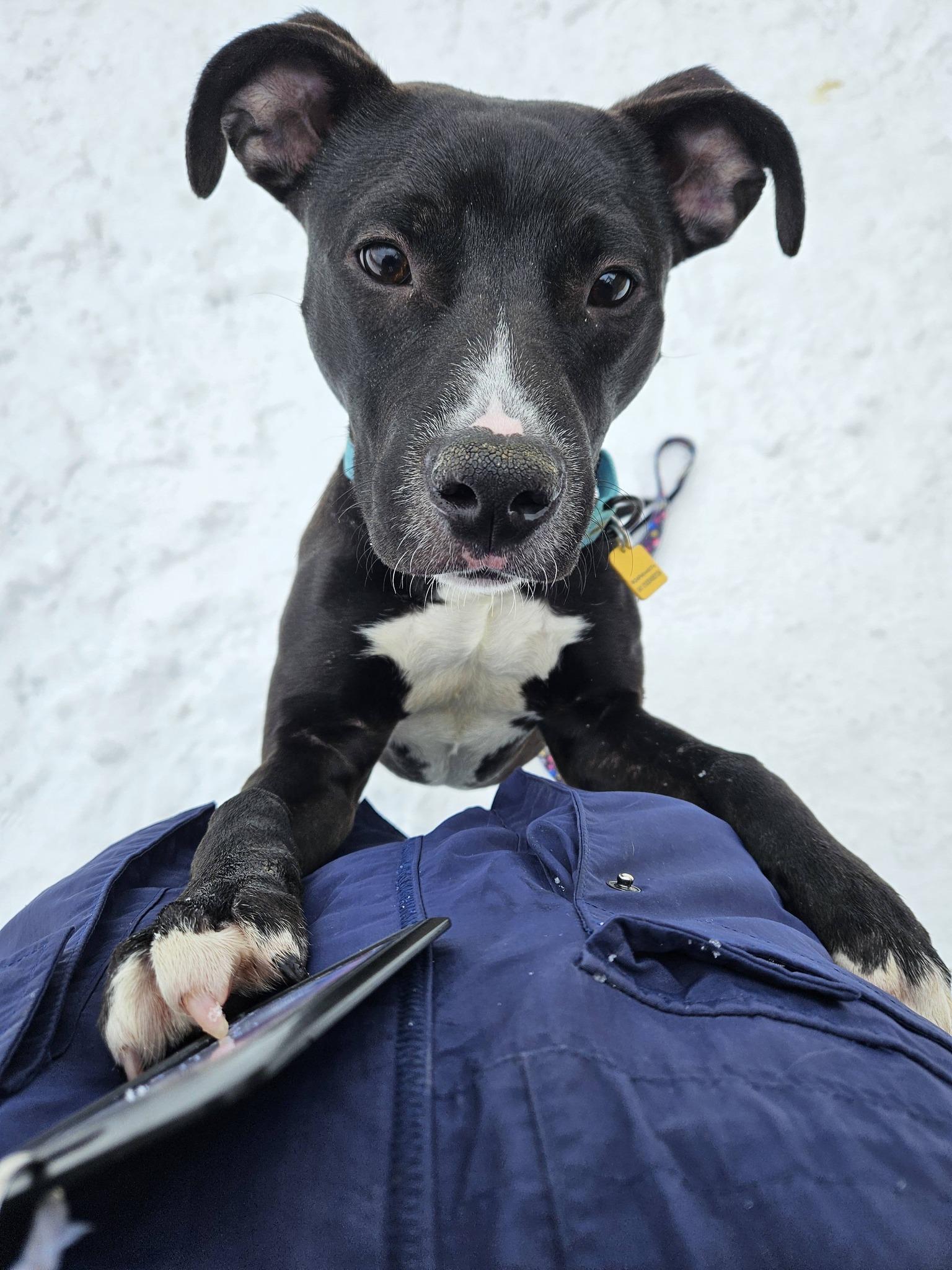 Enlarge Baklava, a ADOPTABLE mixed breed in Cleveland, OH image 5/6