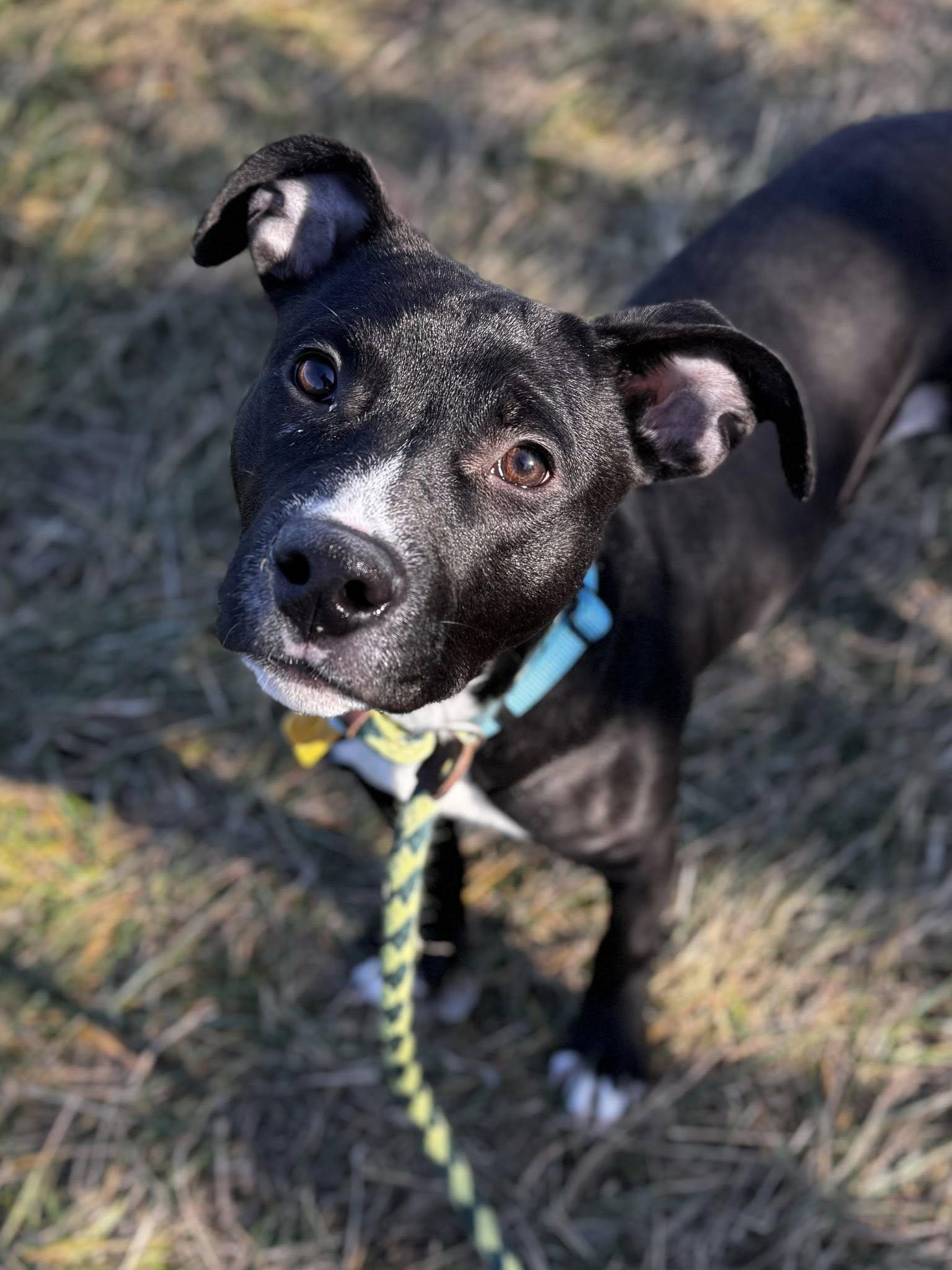Enlarge Baklava, a ADOPTABLE mixed breed in Cleveland, OH image 3/6