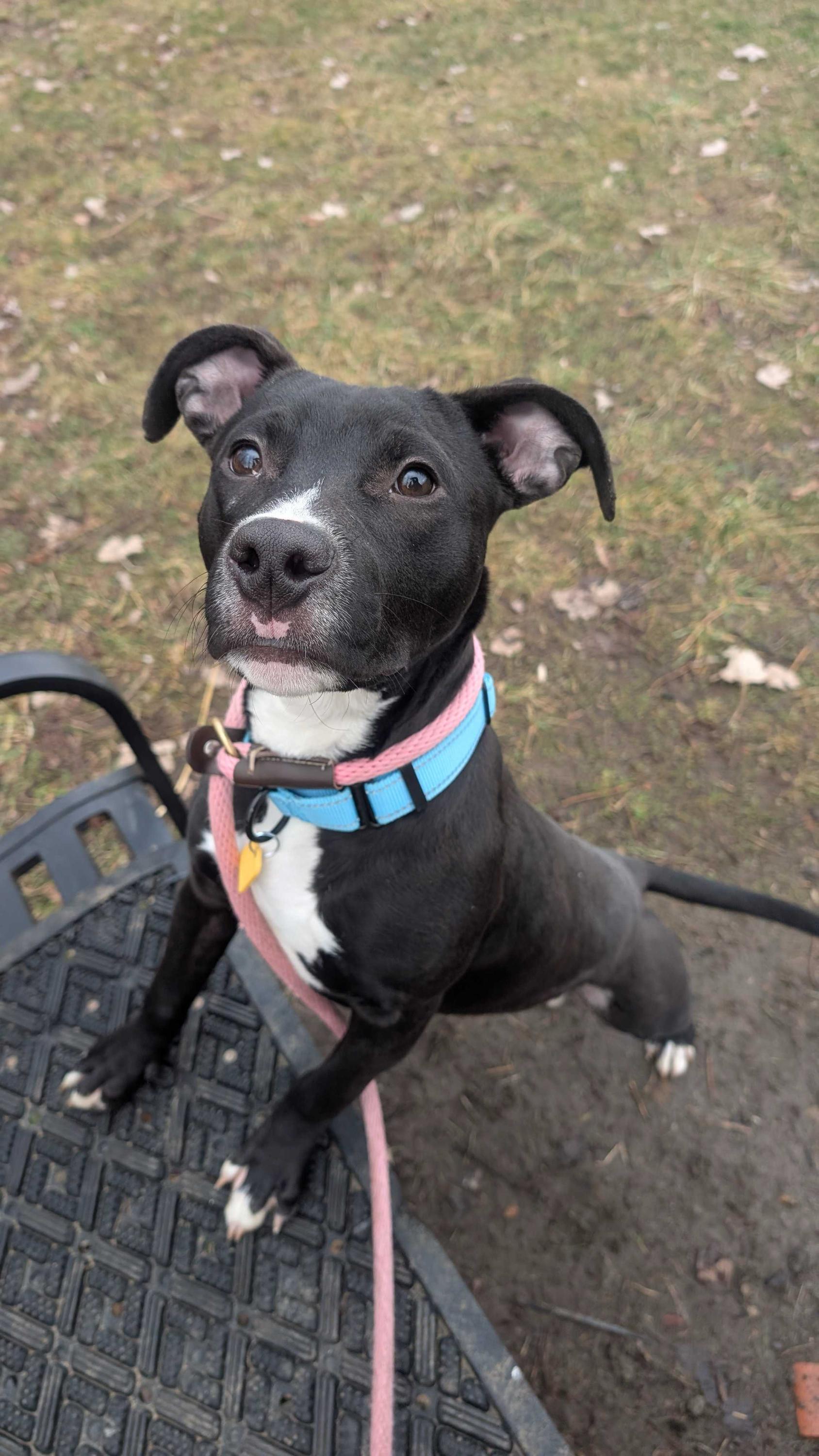 Enlarge Baklava, a ADOPTABLE mixed breed in Cleveland, OH image 4/6