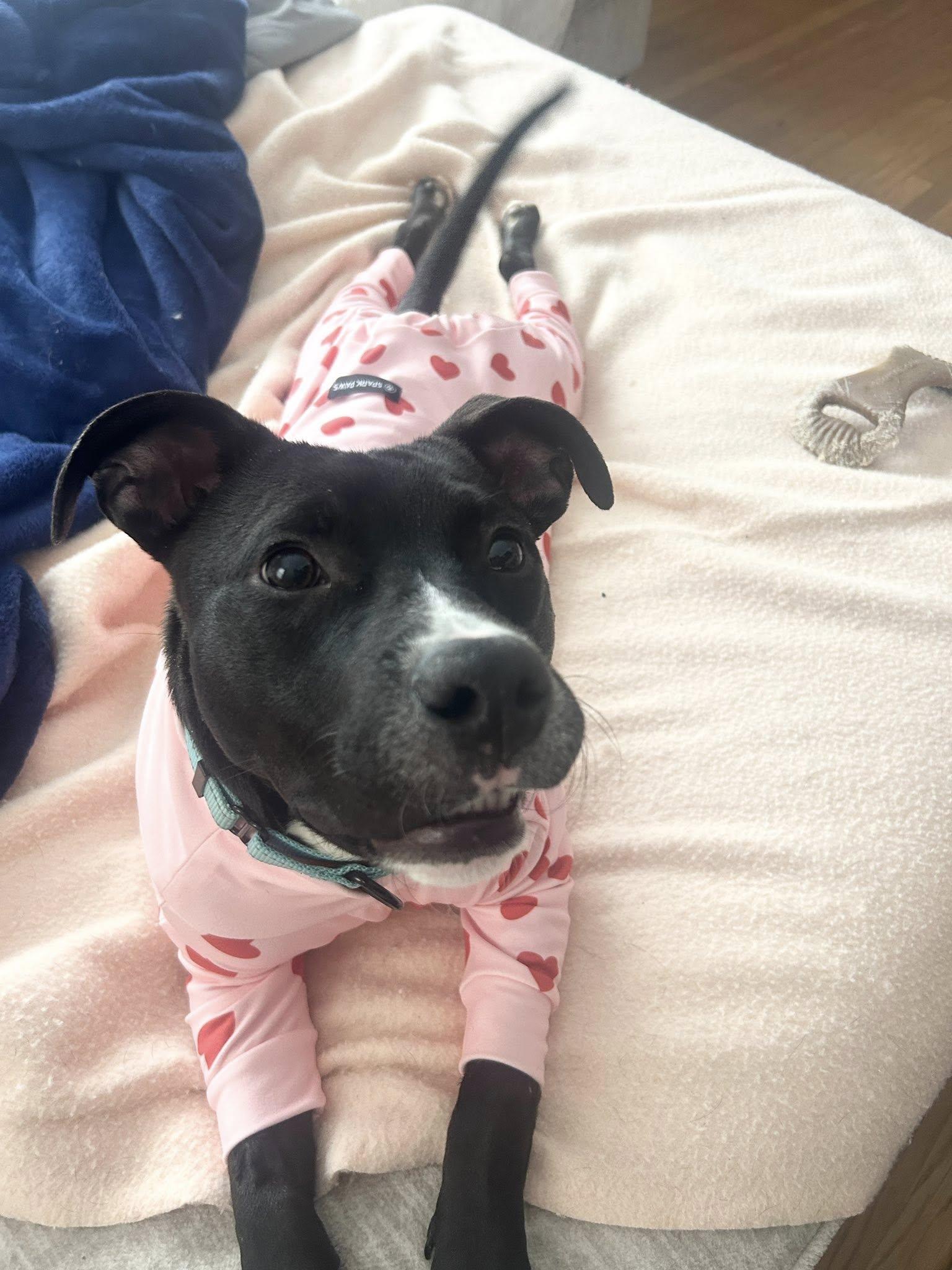 Baklava, ADOPTABLE, Puppy Male Pit Bull Terrier.