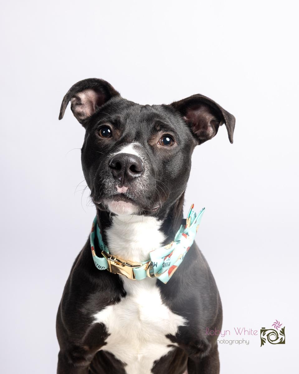 Baklava, ADOPTABLE, Puppy Male Pit Bull Terrier.