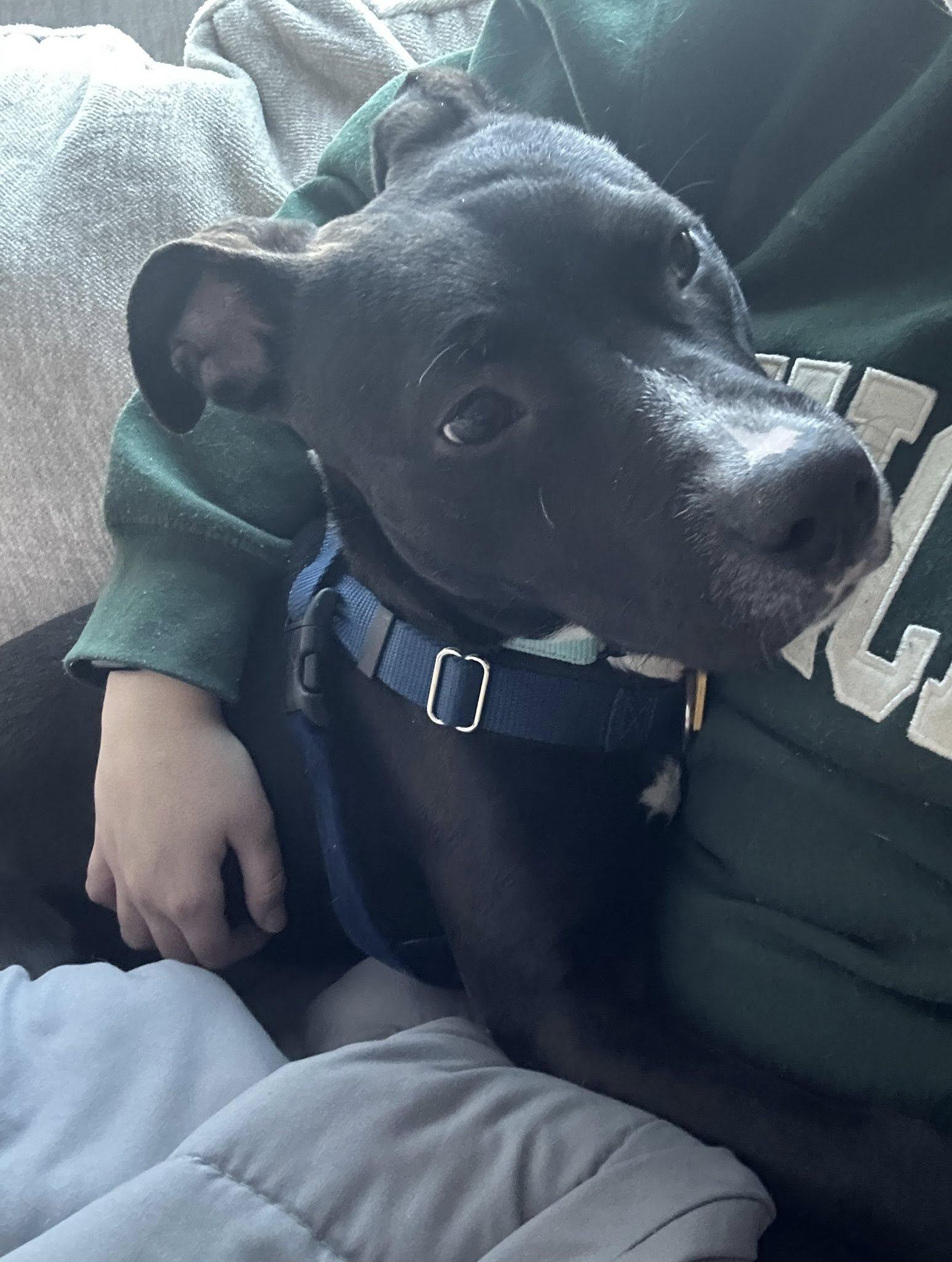 Enlarge Baklava, a ADOPTABLE mixed breed in Cleveland, OH image 6/6