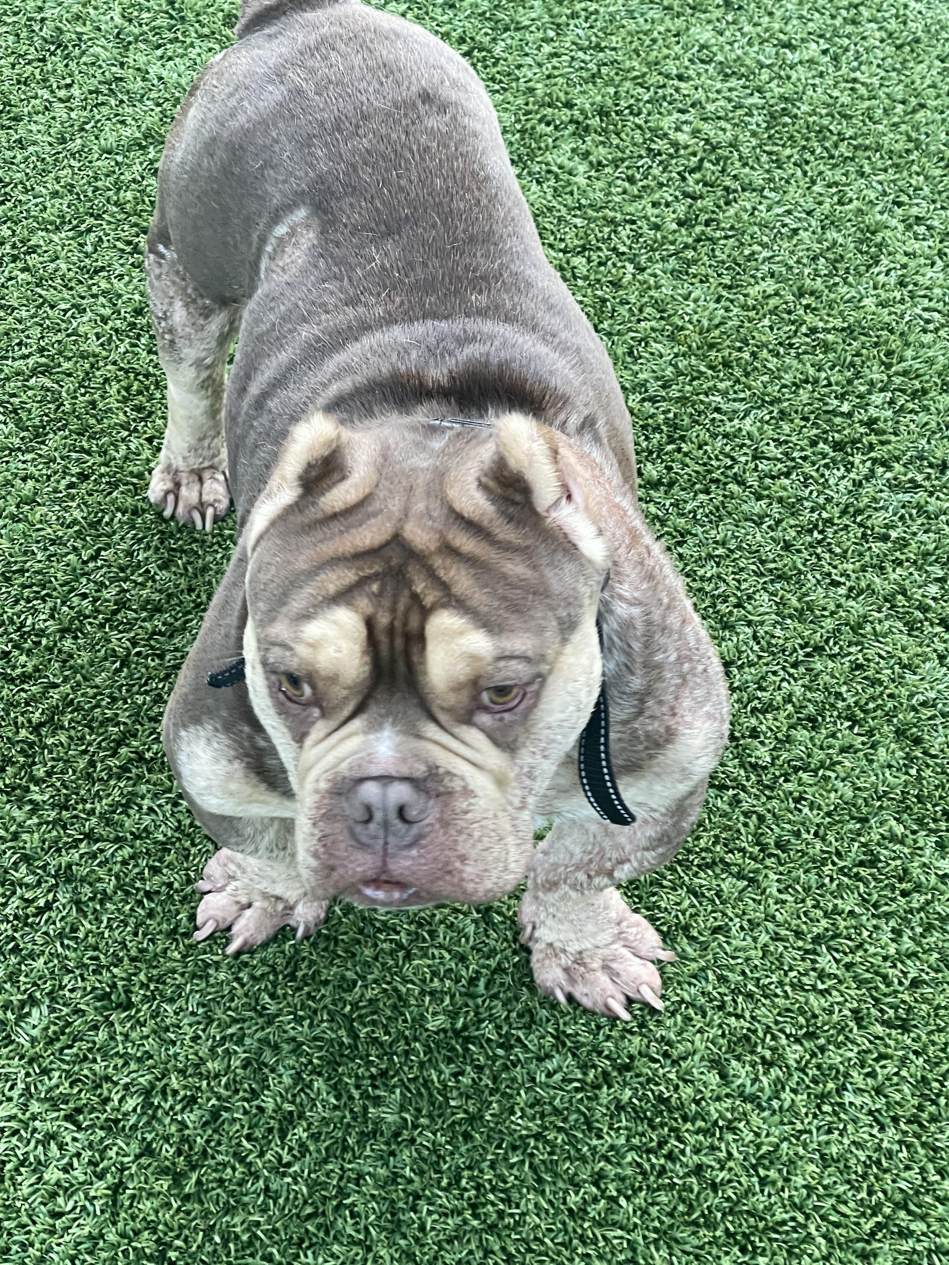 Enlarge Bernie, a Adoptable mixed breed in Haslet, TX image 2/5