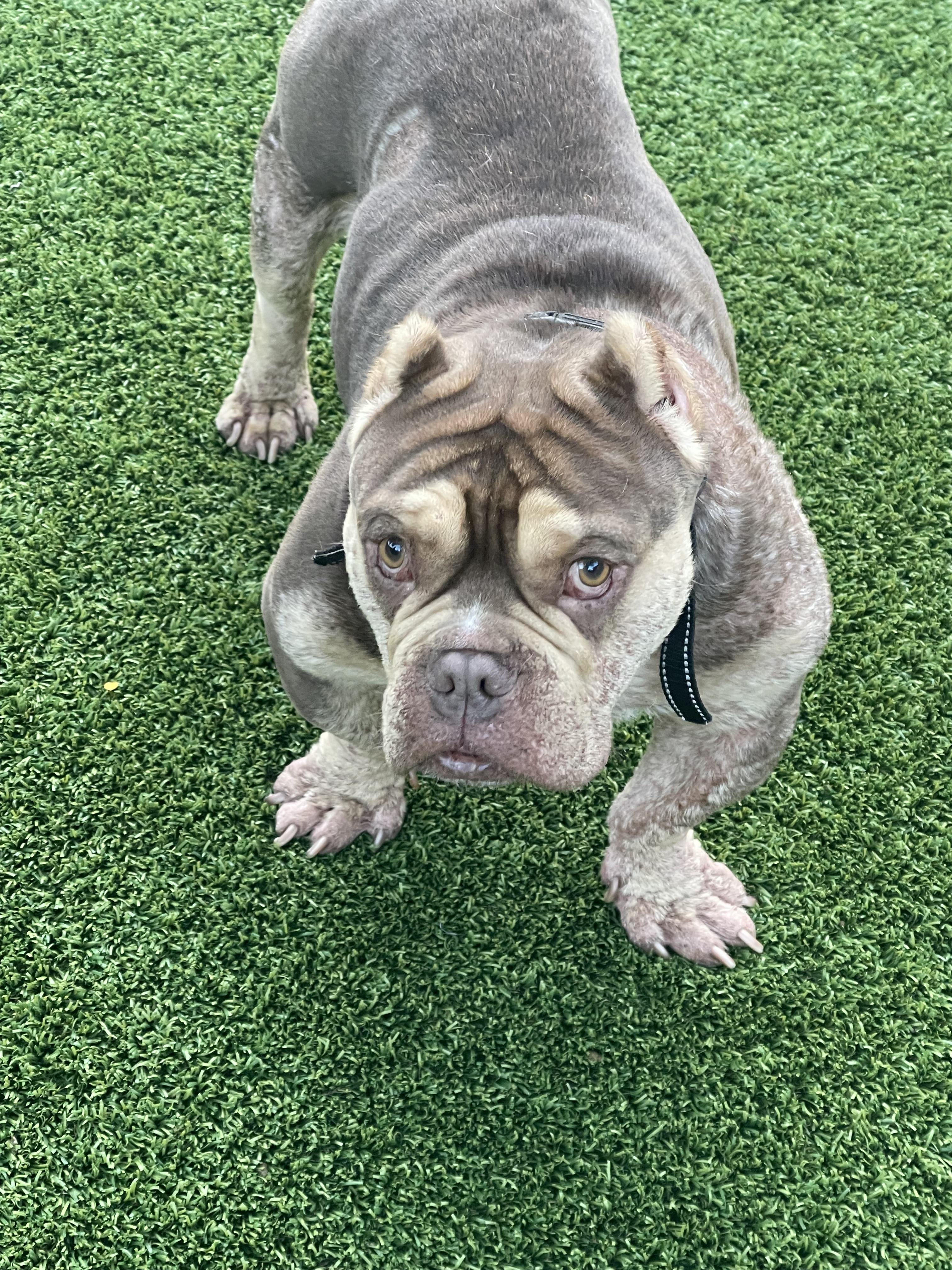 Enlarge Bernie, a Adoptable mixed breed in Haslet, TX image 3/5