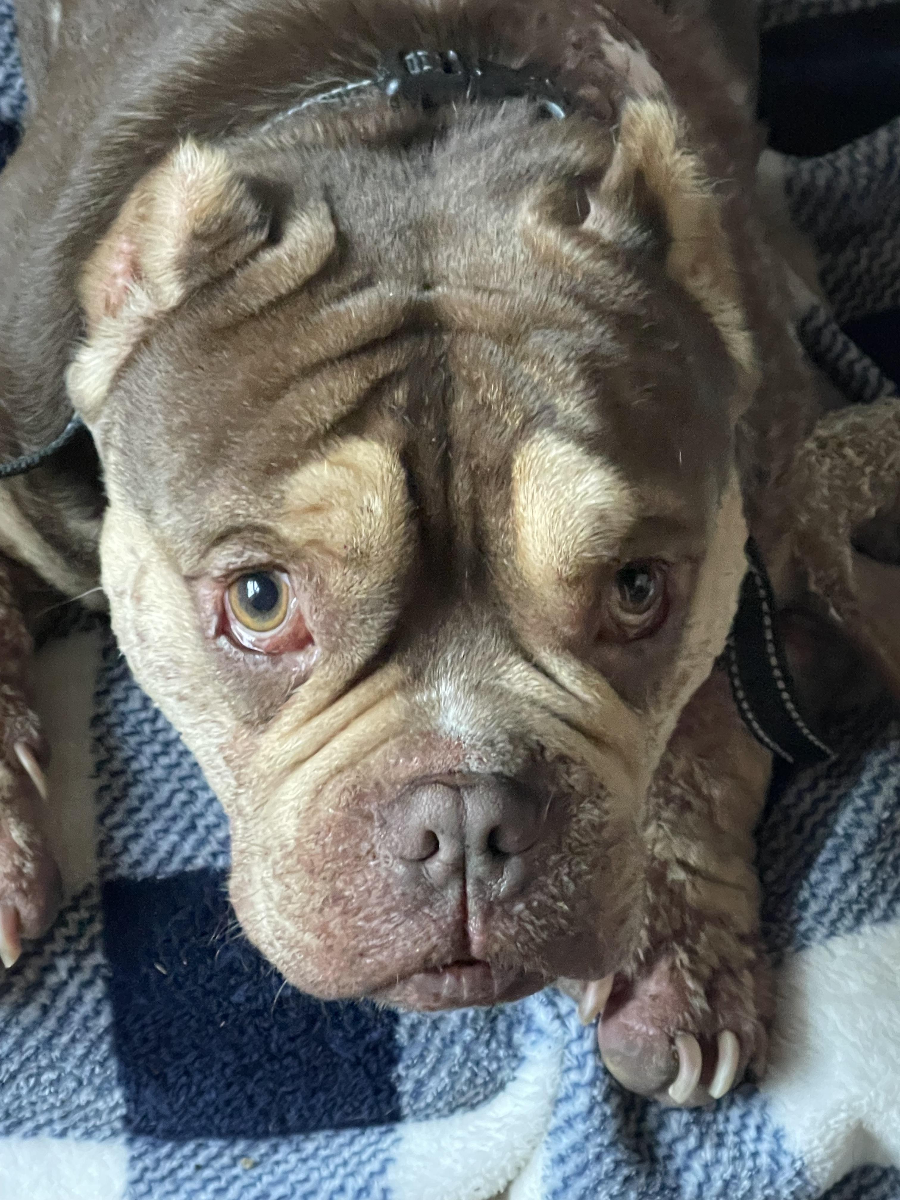 Bernie, Adult Male Bulldog