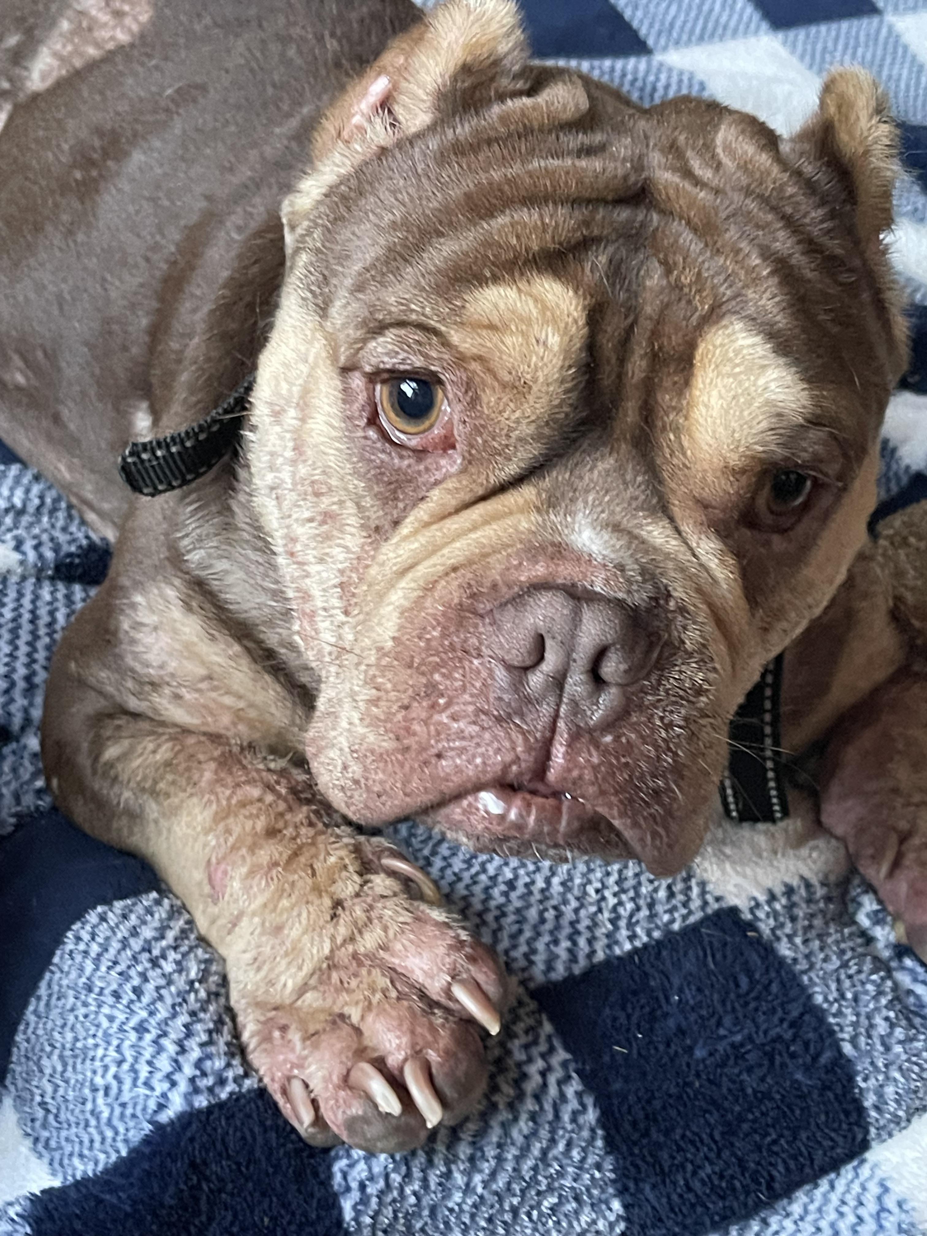 Enlarge Bernie, a Adoptable mixed breed in Haslet, TX image 5/5