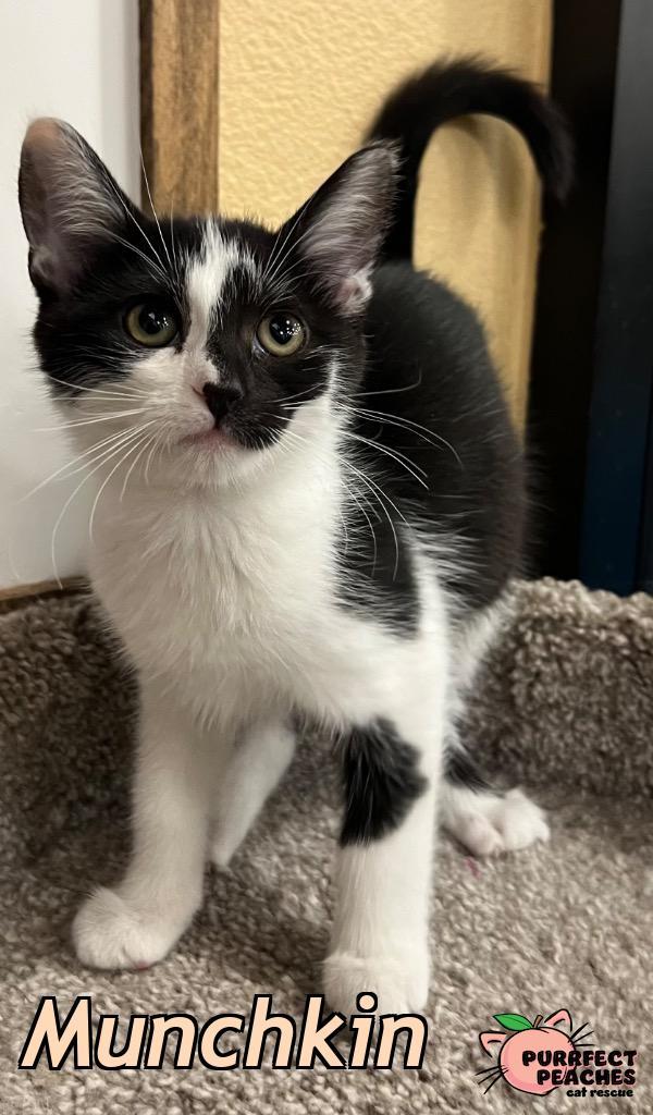 Munchkin, Adoptable, Kitten Female Domestic Short Hair.