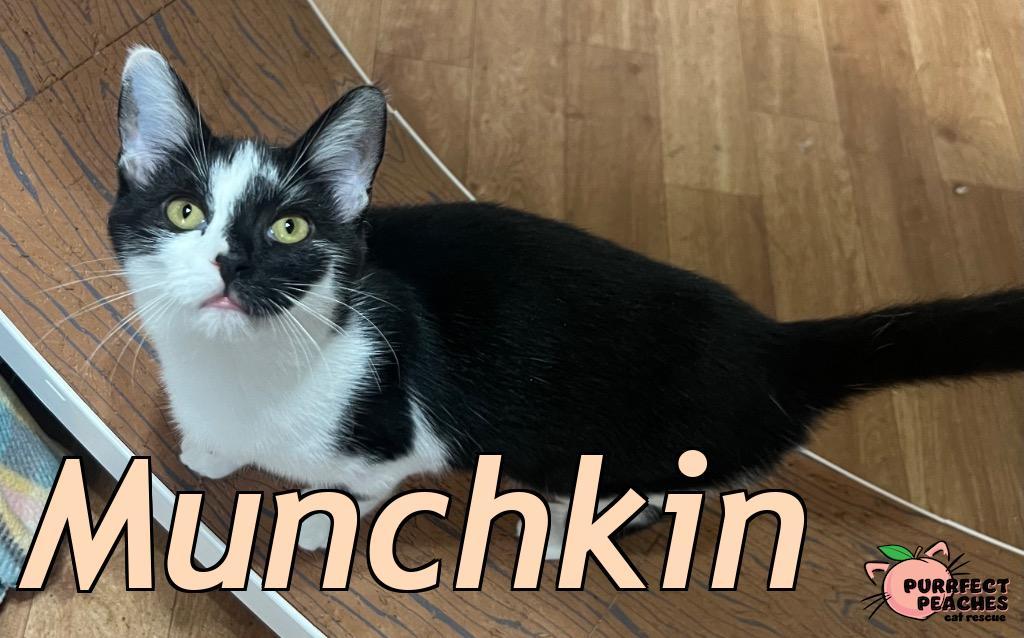 Munchkin, a Adoptable mixed breed in Douglasville, GA image 2/2