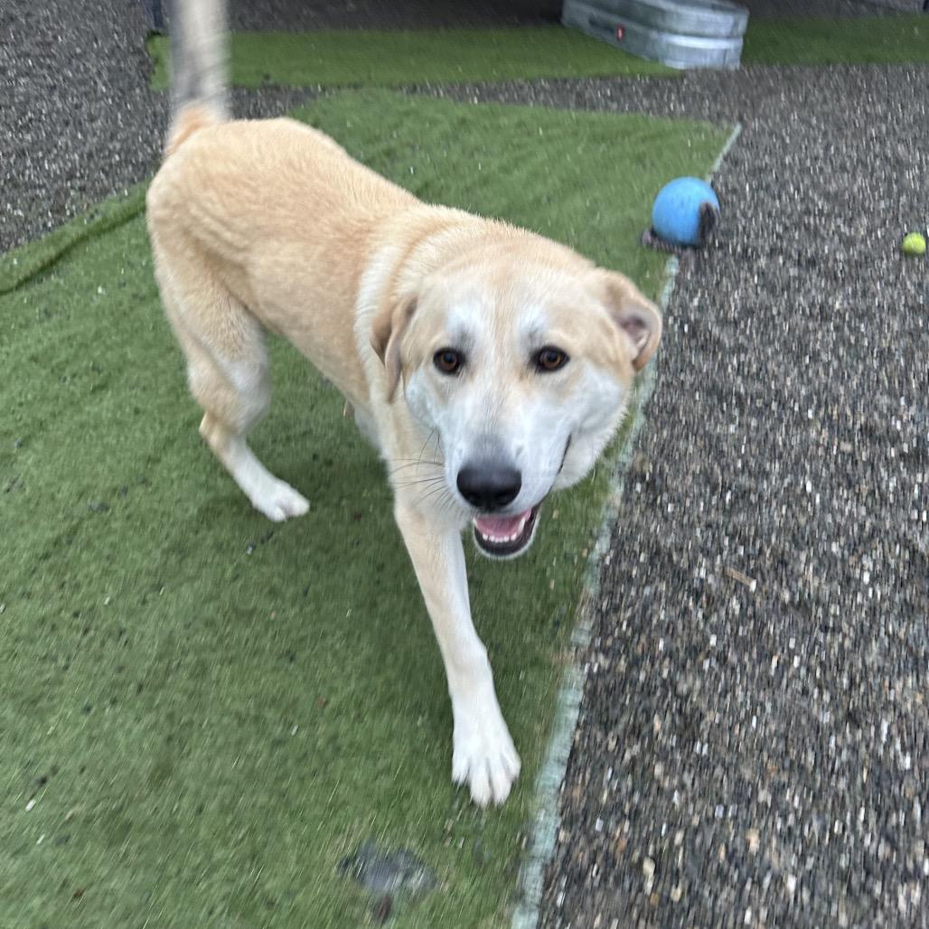 Rocky, Adoptable, Adult Male Great Pyrenees.