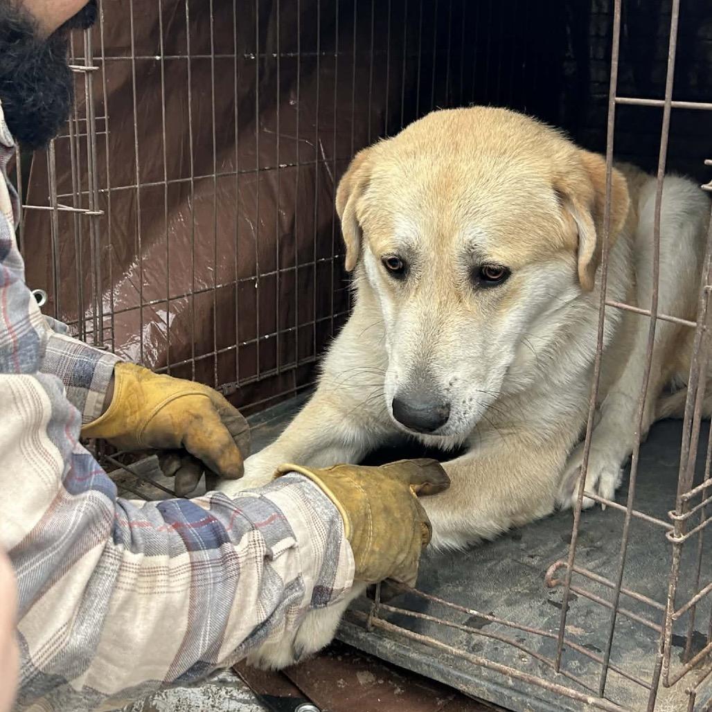 Enlarge Rocky, a Adoptable Great Pyrenees in Tacoma, WA image 2/6