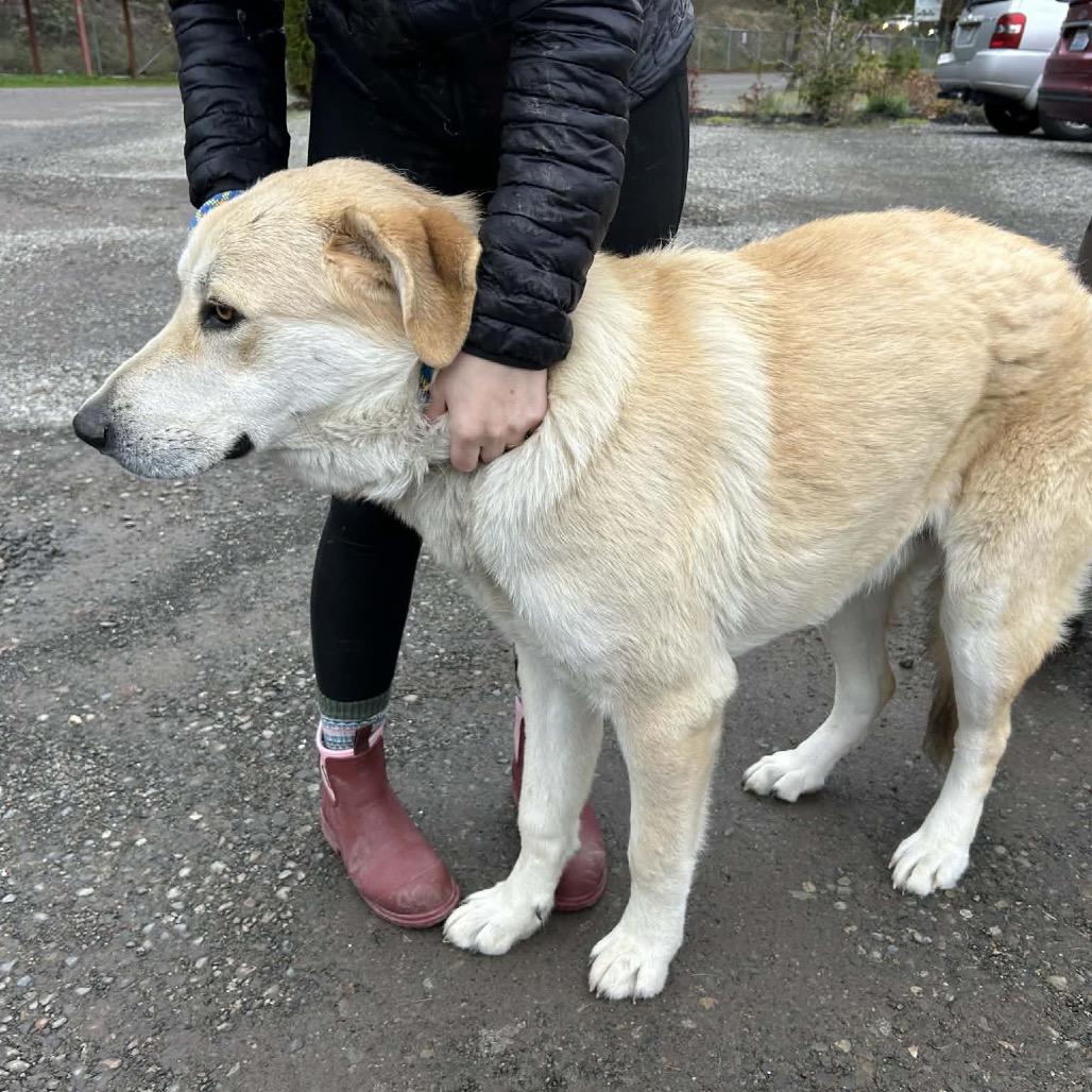 Enlarge Rocky, a Adoptable Great Pyrenees in Tacoma, WA image 3/6