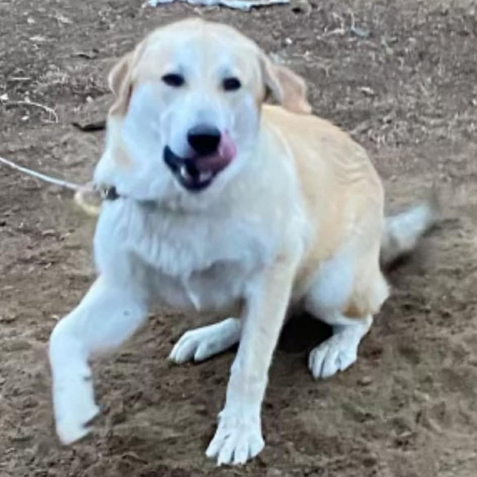 Enlarge Rocky, a Adoptable Great Pyrenees in Tacoma, WA image 4/6