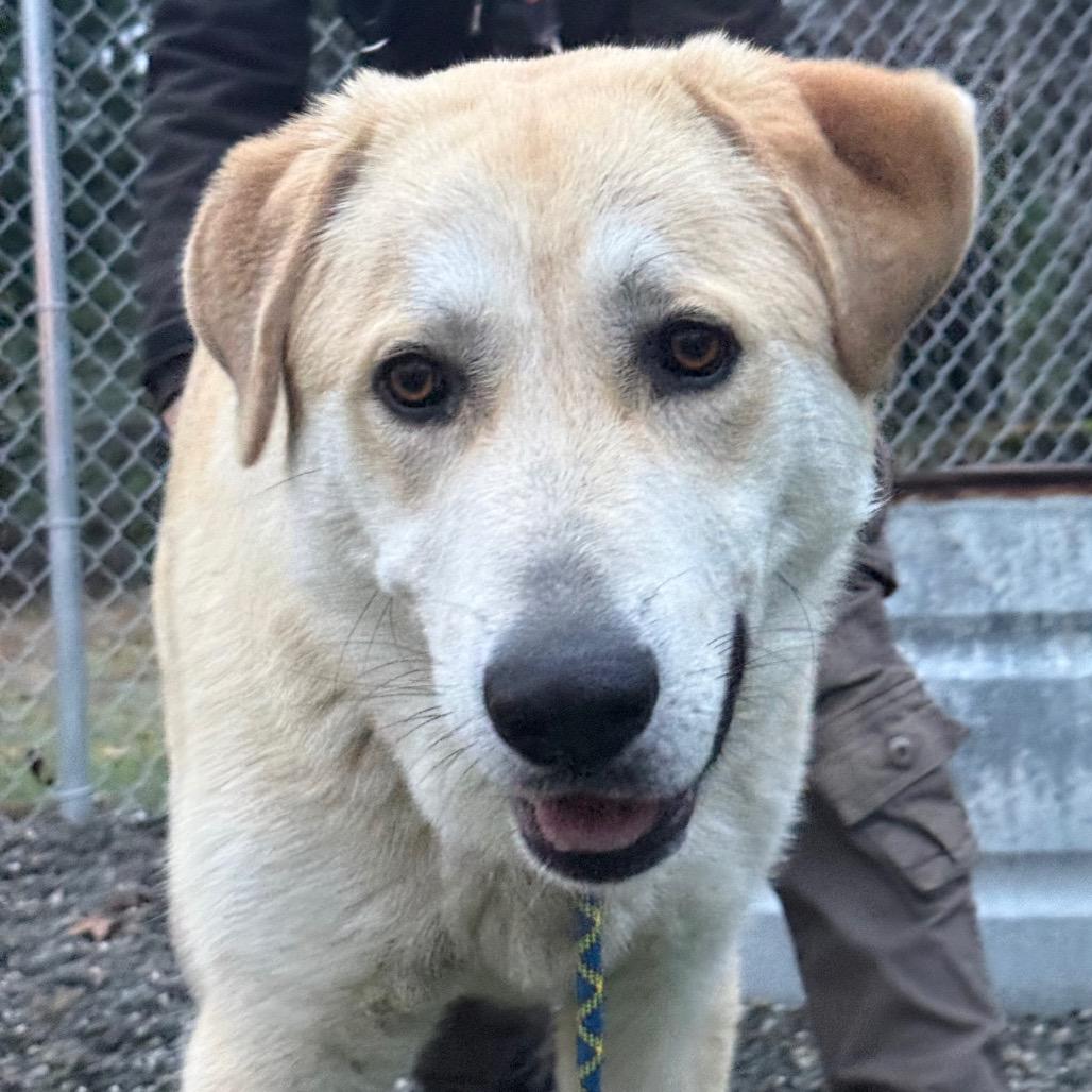 Enlarge Rocky, a Adoptable Great Pyrenees in Tacoma, WA image 5/6