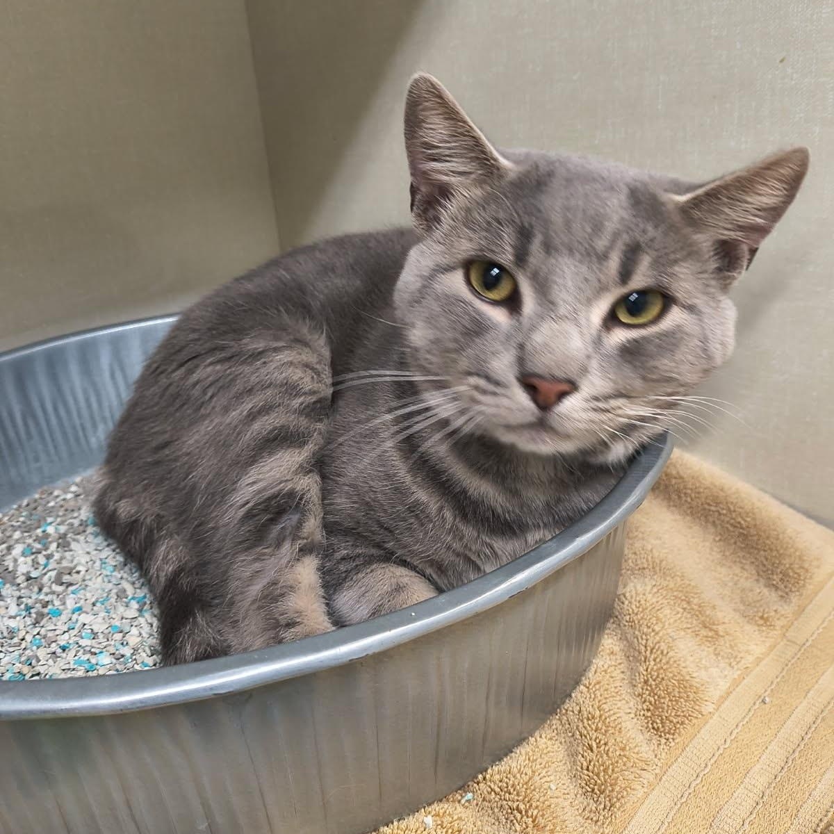 Smokey, Adoptable, Adult Male Domestic Short Hair.