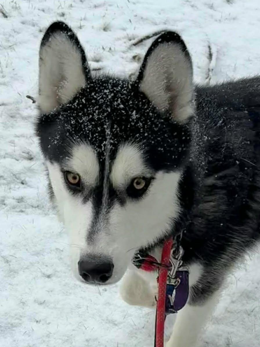 Nick, Adoptable, Adult Male Siberian Husky.