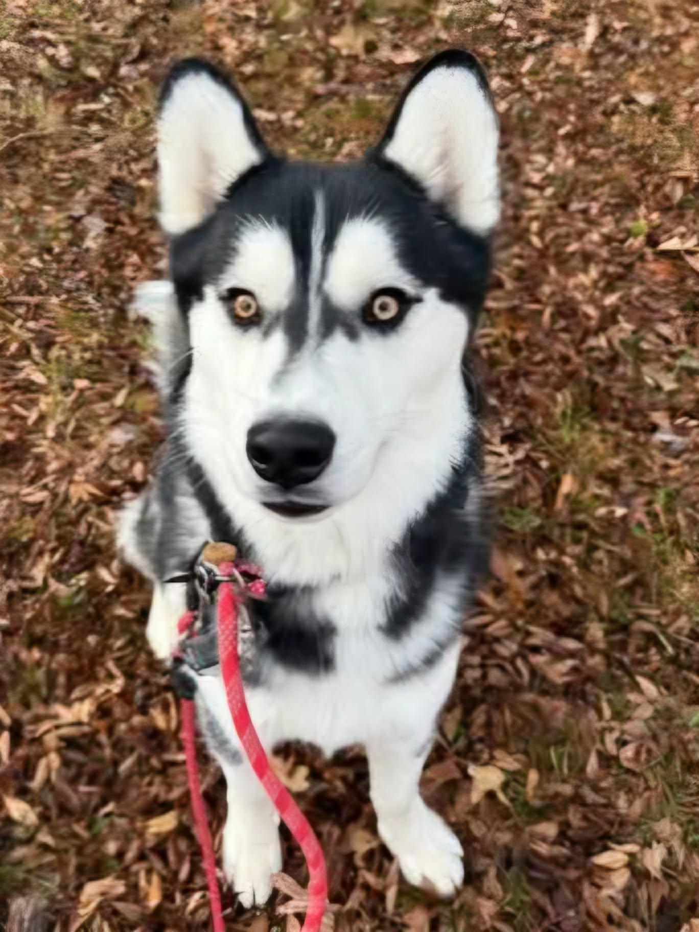 Enlarge Nick, a Adoptable Siberian Husky in Millersville, MD image 2/3