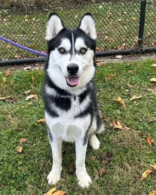 Enlarge Nick, a Adoptable Siberian Husky in Millersville, MD image 3/3