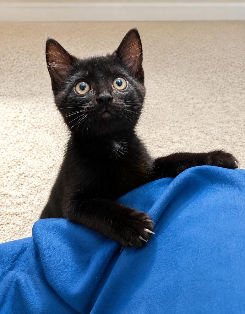 Enlarge Clara, a Adoptable Domestic Short Hair in Homer Glen, IL image 1/3