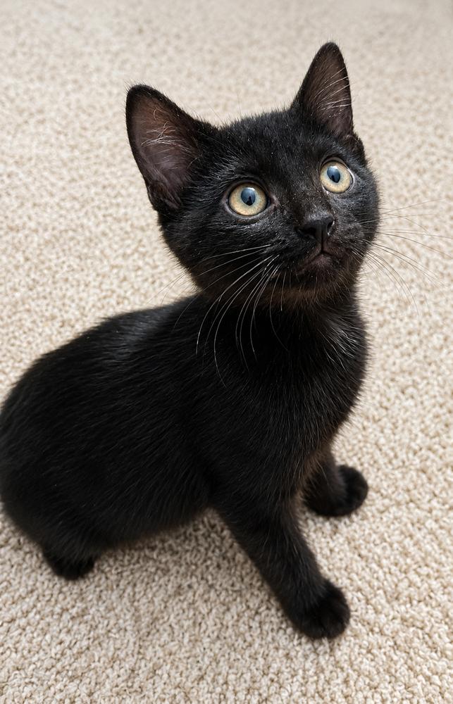 Enlarge Clara, a Adoptable Domestic Short Hair in Homer Glen, IL image 2/3