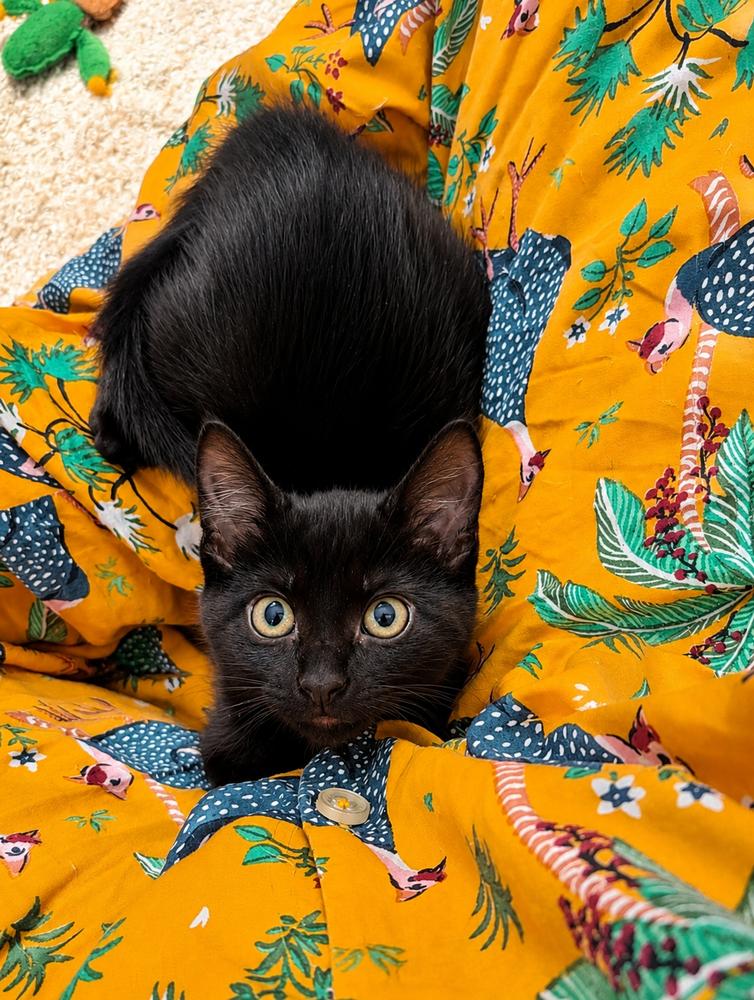 Enlarge Clara, a Adoptable Domestic Short Hair in Homer Glen, IL image 3/3