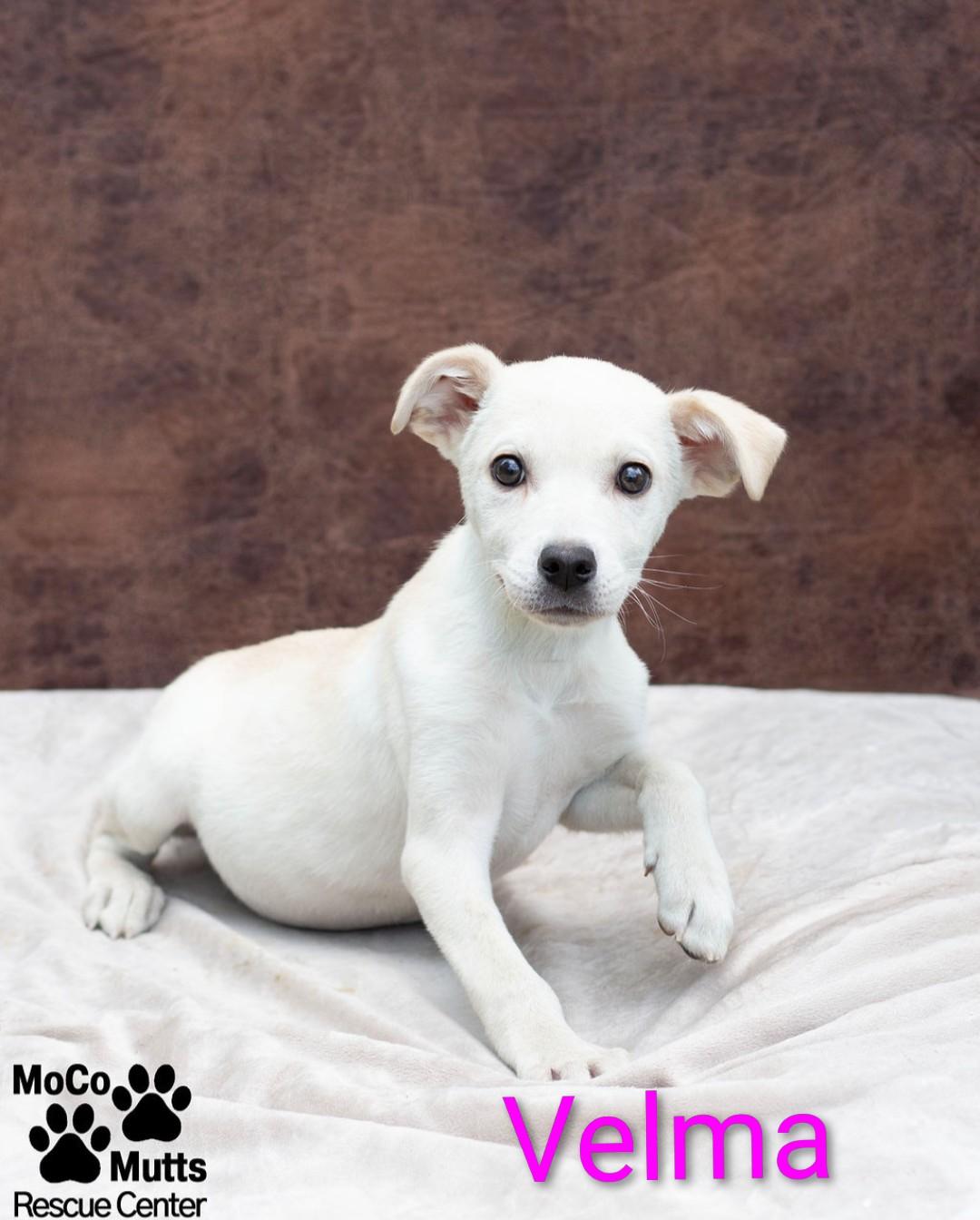 Mystery Gang Litter, ADOPTABLE, Puppy Female Mixed Breed.
